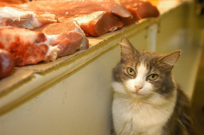 猫