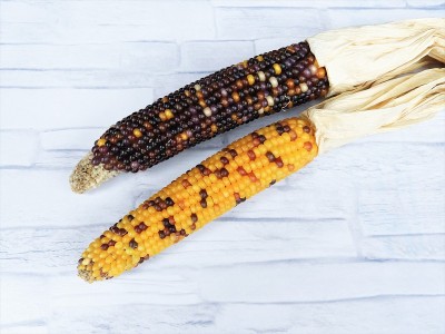 corn5