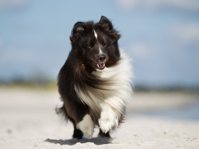 设得兰牧羊犬在户外奔跑