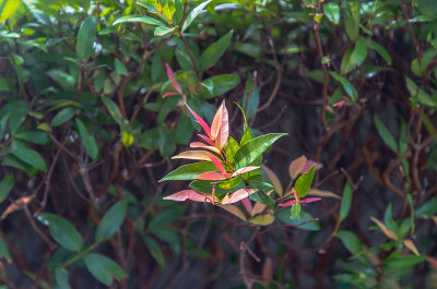 红叶石楠属植物石楠。花朵的叶子被举起来接受清晨柔和的阳光。