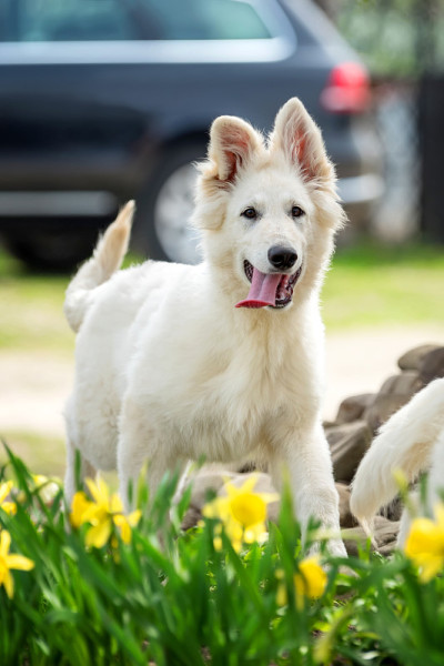 瑞士白牧羊犬波比