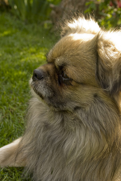 西藏猎犬