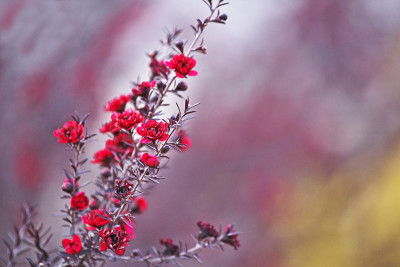 Leptospermum scoparium