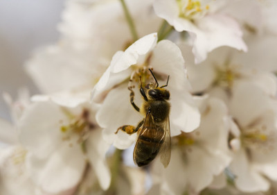 蜜蜂