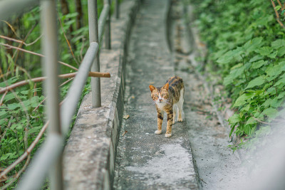 姜猫在路上