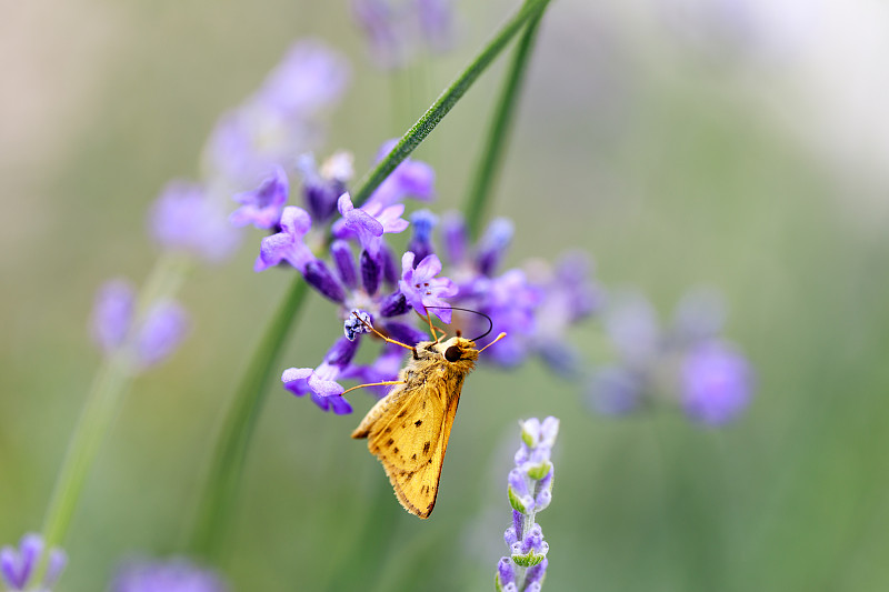 火红的船长(Hylephila phyleus)雄性薰衣草。