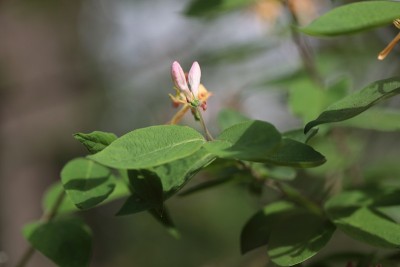 一株芬芳的金银花