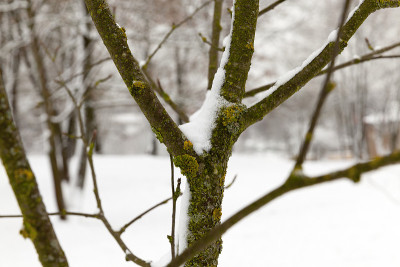 树下的雪