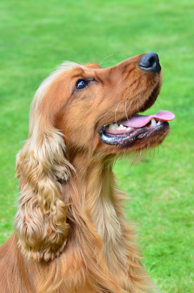 可卡犬