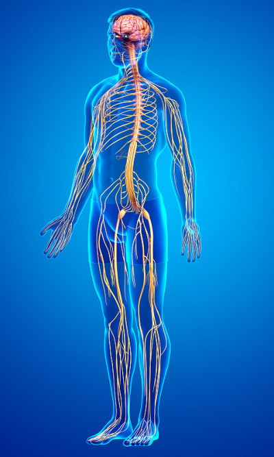 3d渲染医学上准确的男性神经系统的插图