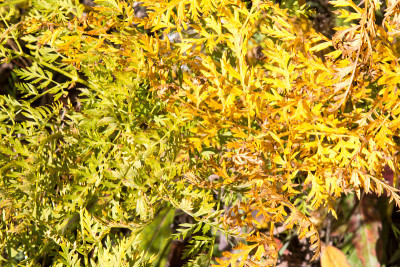 蕨类植物由绿色变为黄色