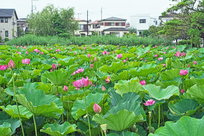 荷花