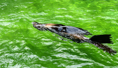 北方海狗(Callorhinus ursinus)在水下游泳
