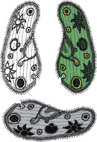 草履虫Caudatum