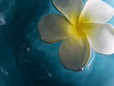 鸡蛋花浮至水面