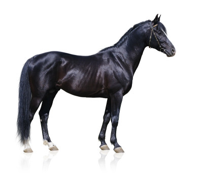 黑色Trakehner种马的图像