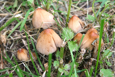 Coprinus macaceus