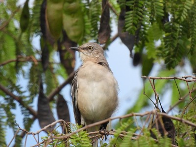 北方嘲鸫(Mimus polyglottos)栖息在一棵树上