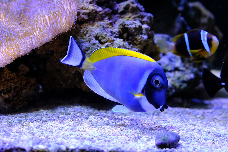 神奇的珊瑚礁水族馆，有很棒的热带鱼