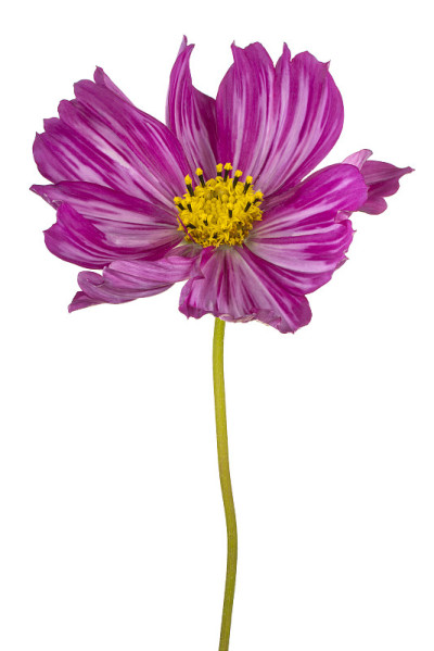 花孤立