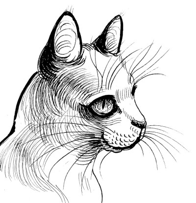 猫的头