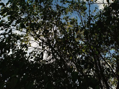 榕树的叶子