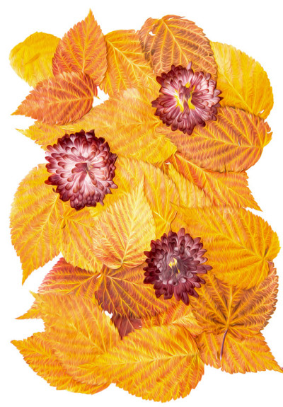 油画插图设置干压分散覆盆子叶，菊花红葡萄酒花，孤立与阴影。照片处理