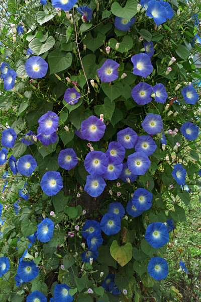 花。