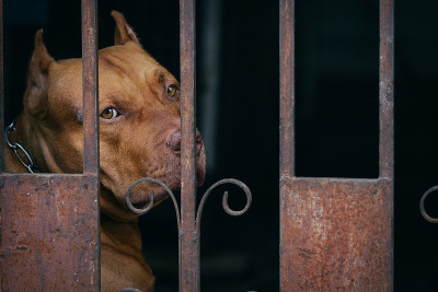 棕色斗牛犬在生锈的笼子后面