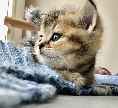 小猫的房子