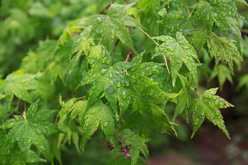 树叶雨后