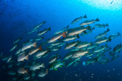 School of Bluefin Trevally hunting on a dark coral