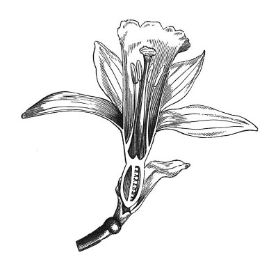 Antique illustration - Flower - vertical section o