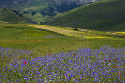 翁布里亚诺尔恰Castelluccio di Norcia的野车矢车菊