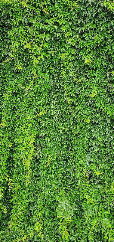 树篱绿色背景与复制空间
