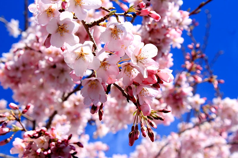 樱花（樱花）