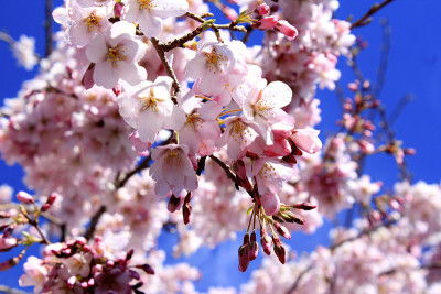 樱花（樱花）
