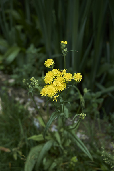Crepis capillaris