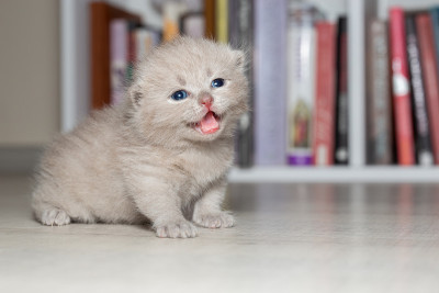 宝宝的猫。