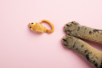 粉色背景上的猫爪和老鼠猫玩具。俯视图，复制空间。