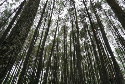 松林