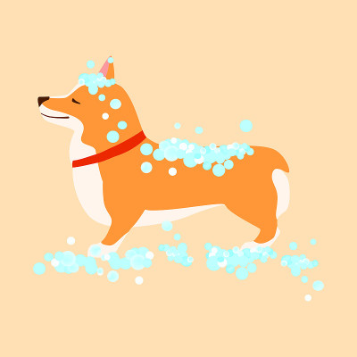 Happy cute dog. Welsh Corgi. Puppy wash. Grooming 