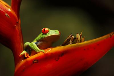 花上的青蛙——一个红眼树蛙(agalychnis callidryas)特写，坐在一朵红花上