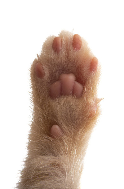 猫爪孤立