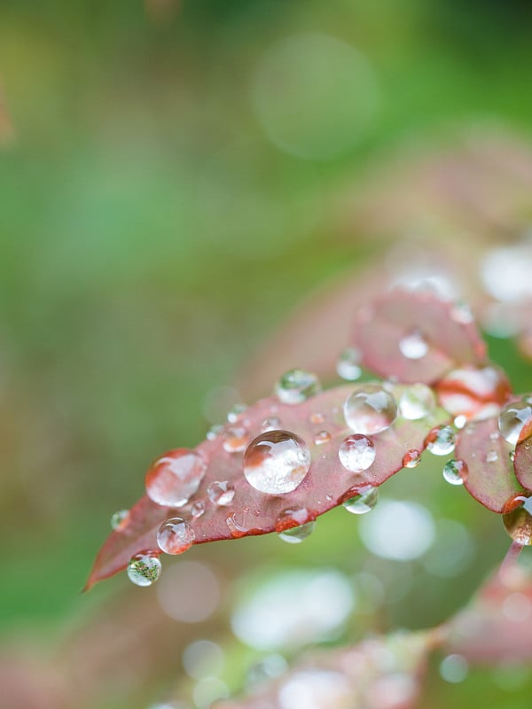 雨滴聚集在树叶上