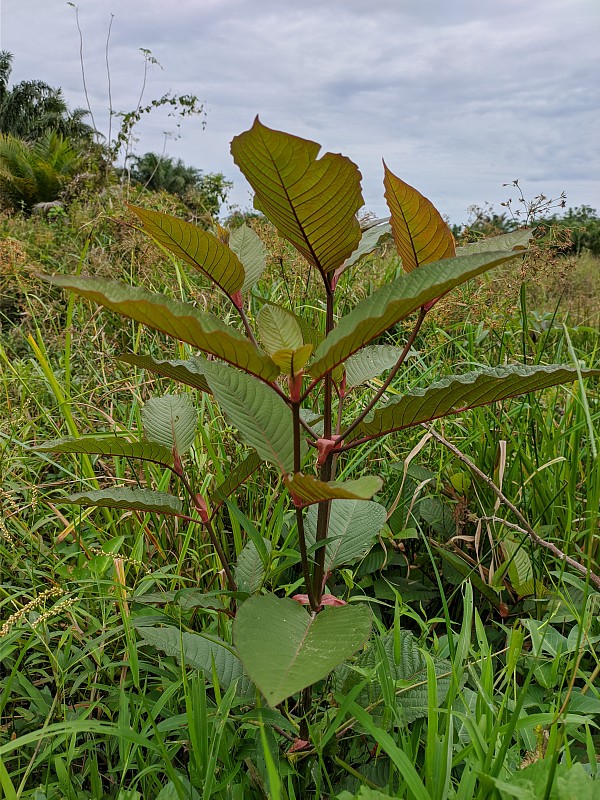 在热带加里曼丹野生的一种植物(Mitragyna speciosa)