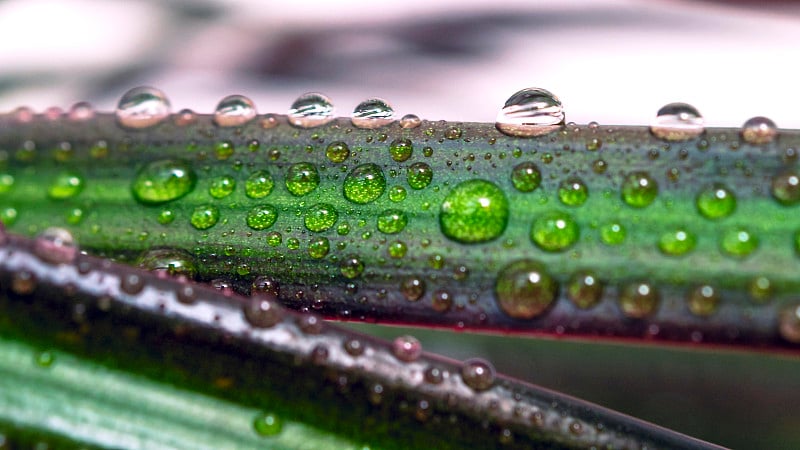 红边龙血龙的叶子上的水滴。自然雨和露珠的微距图像。园艺，淡水，环境概念。