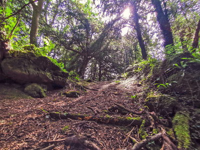 神奇的Puzzlewood