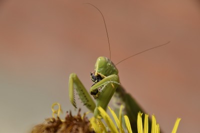 雌螳螂吞食黄蜂