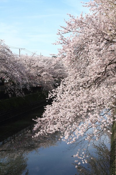 日本横滨大冈河边的一排樱花树